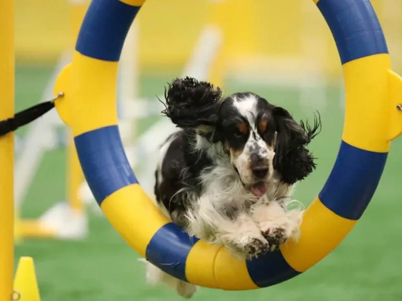 Larkspur English Cockers