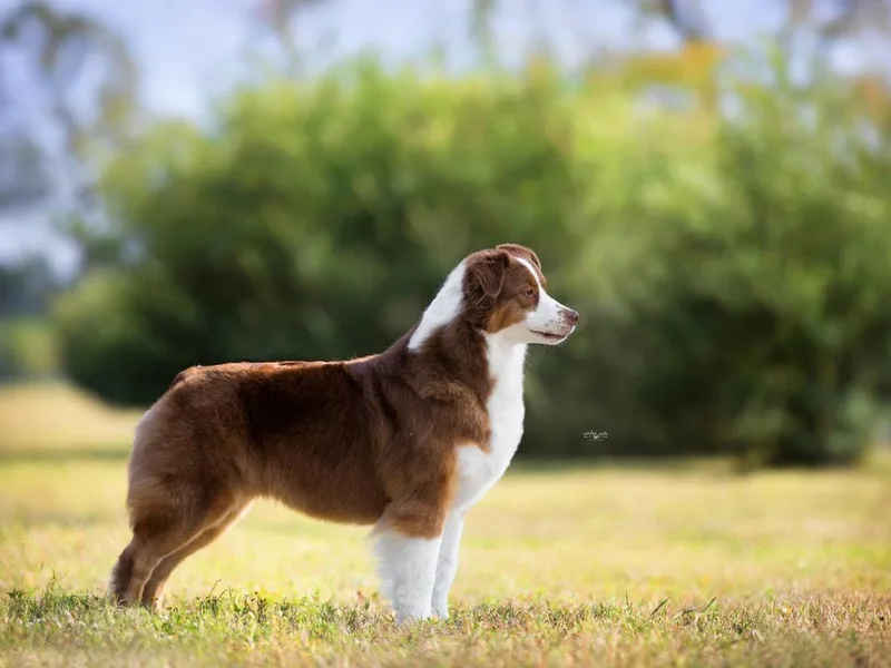 Larkwood Australian Shepherds