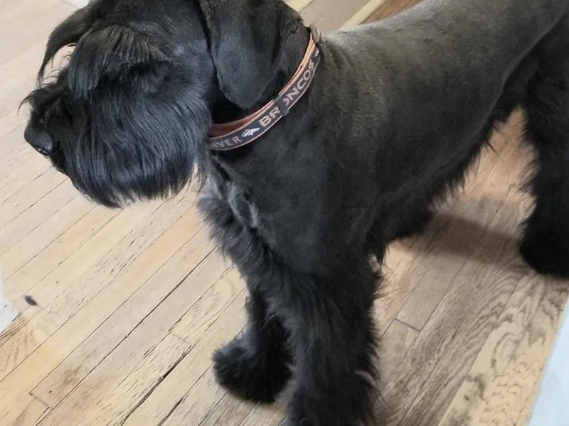 LaRoc Onyx Riesinbach Kennels