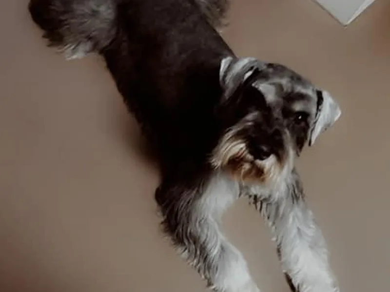 Larry Perez Miniature Schnauzers