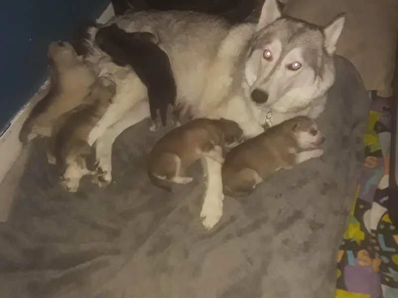 Larry's Siberian Huskies