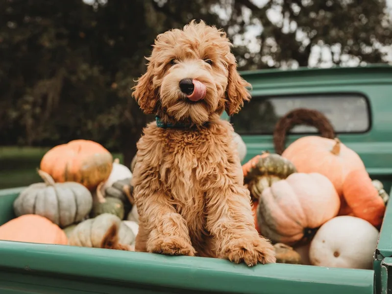 LaRue's Labradoodles