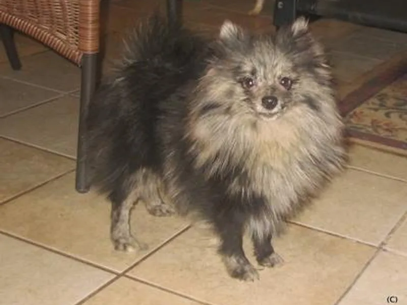 Las Vegas Paws