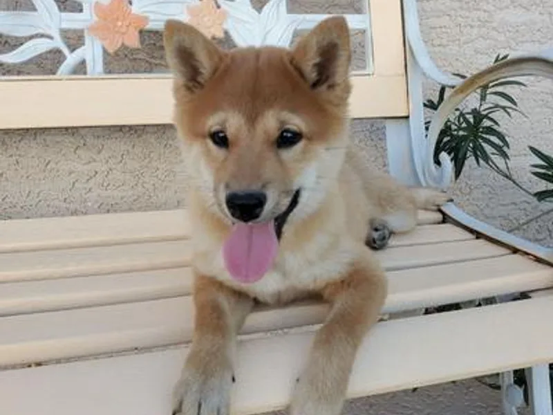 LAS VEGAS PUPPY