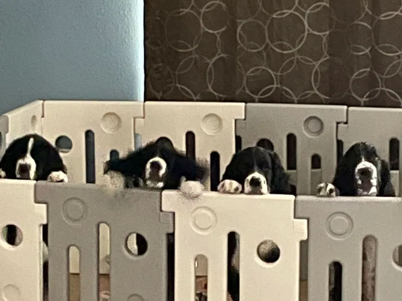 Las Vegas Springer Spaniels