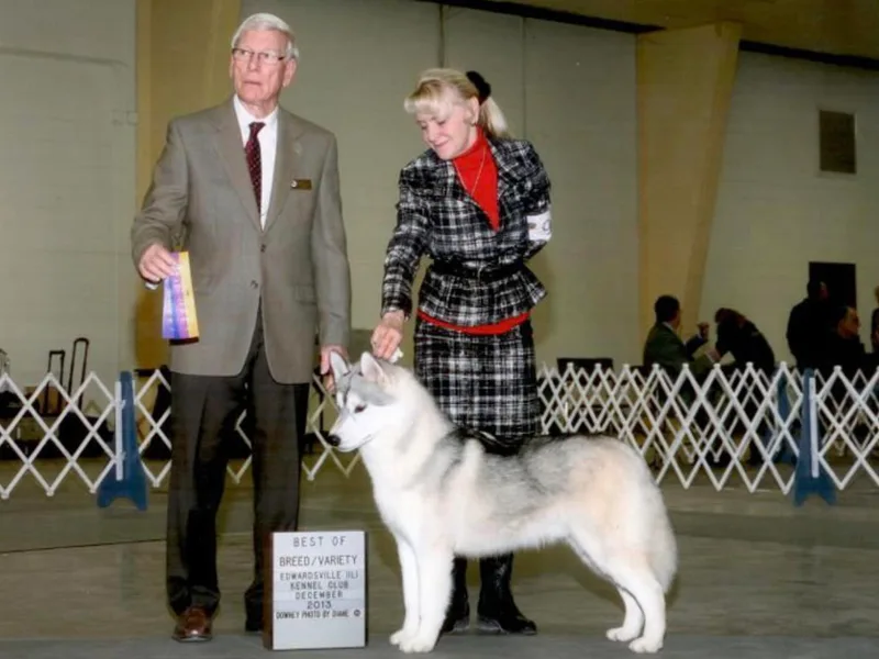 LaSan Siberian Huskies