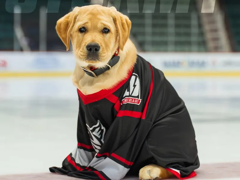 Lasani’s Labradors