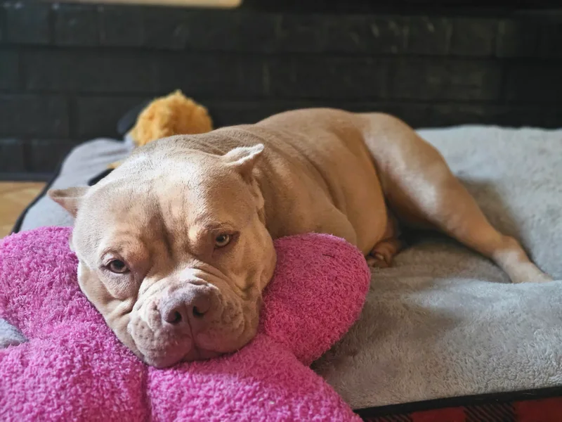 Laser Elite Bully Creations