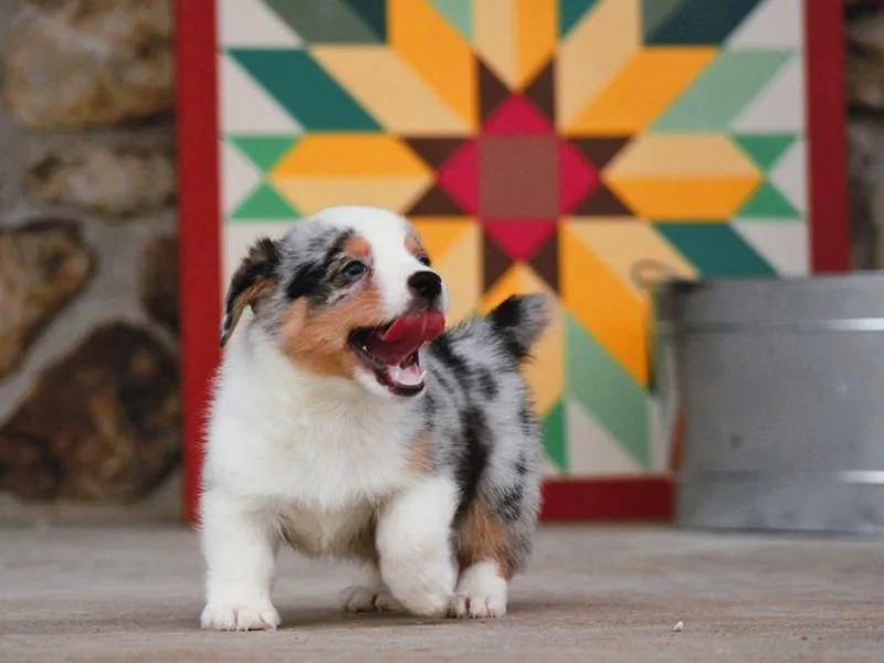 Lash Livestock &amp; Corgis