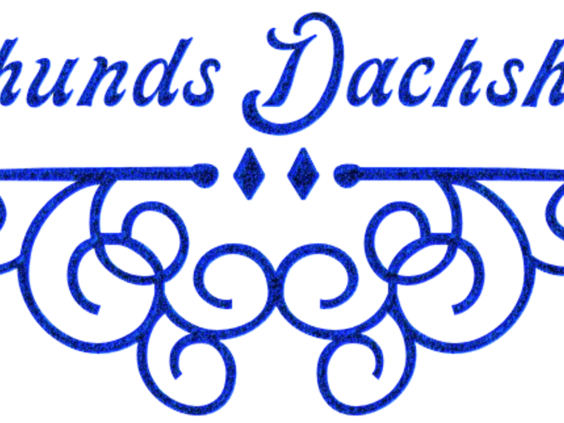 LASHUNDS Miniature Smooth Dachshunds