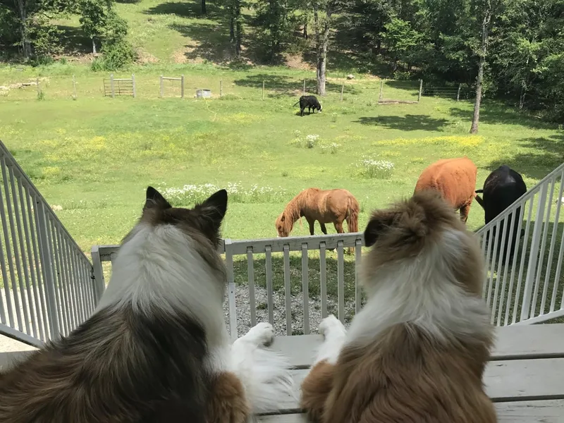 Lassie and Laddie Rough Collies
