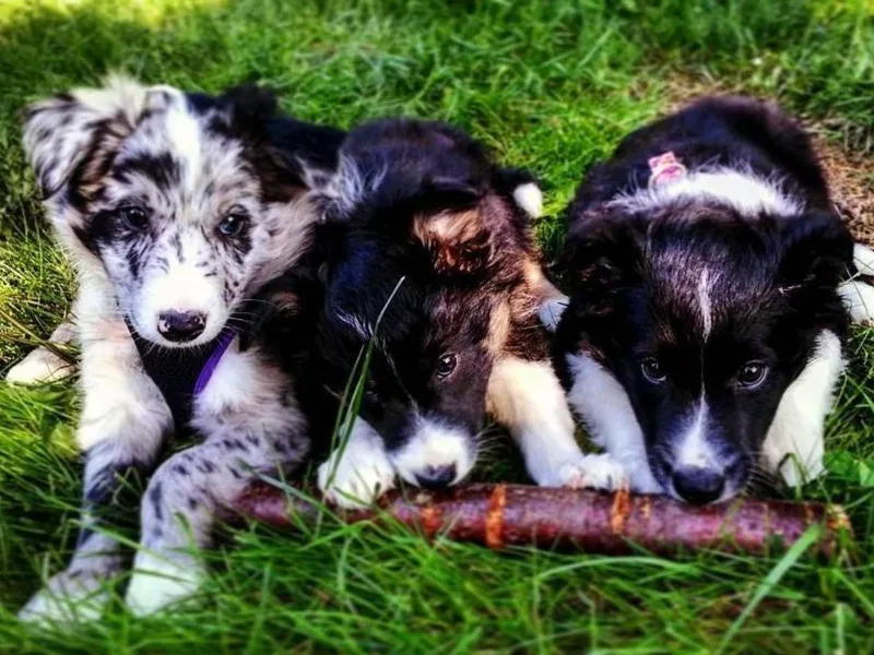 Last Call Border Collies
