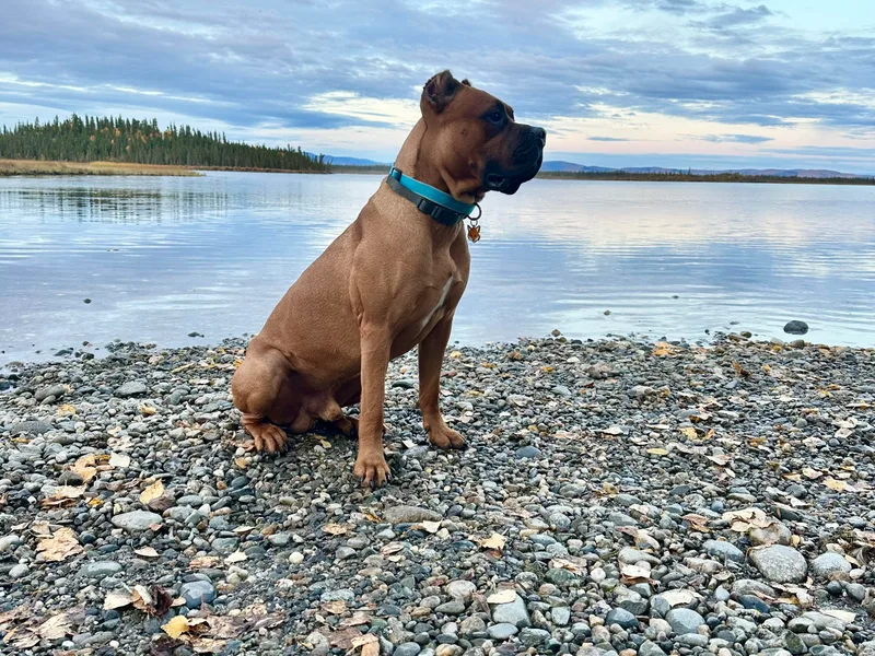 Last Frontier Cane Corsos