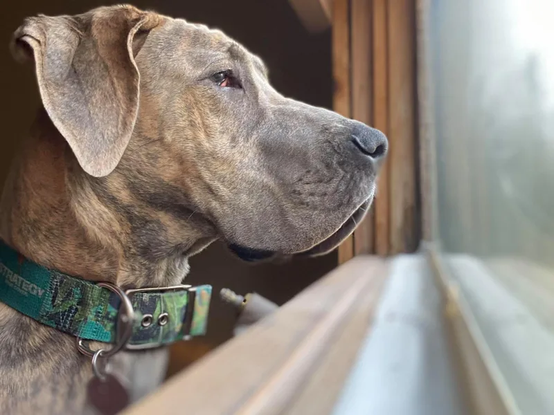 Last Frontier Great Danes