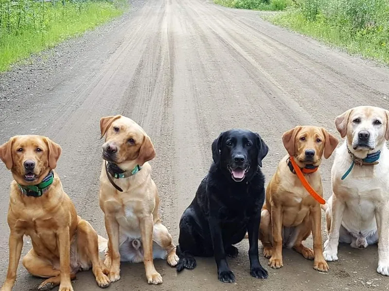 Last Frontier Labradors