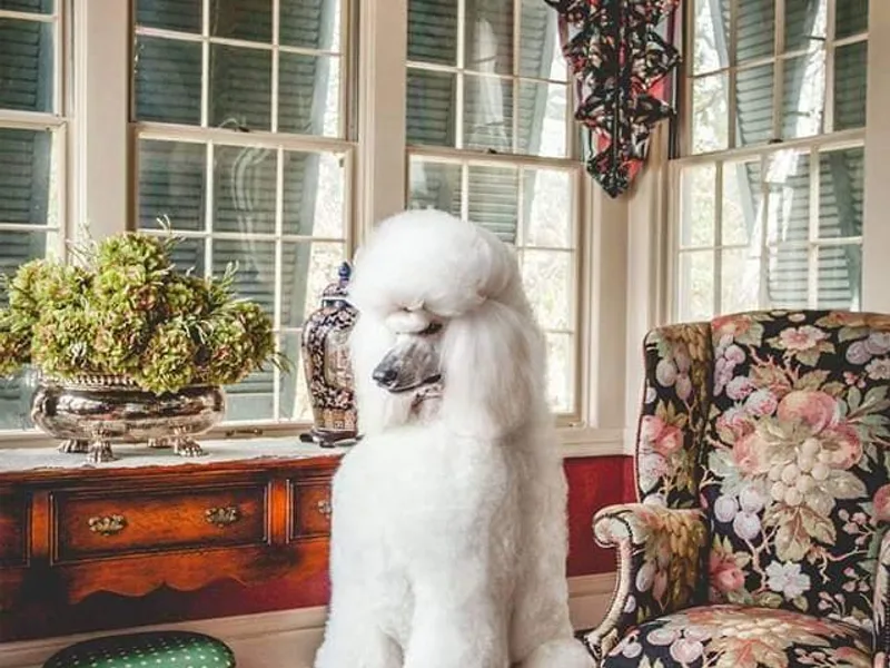 LaTerra Cove Poodles