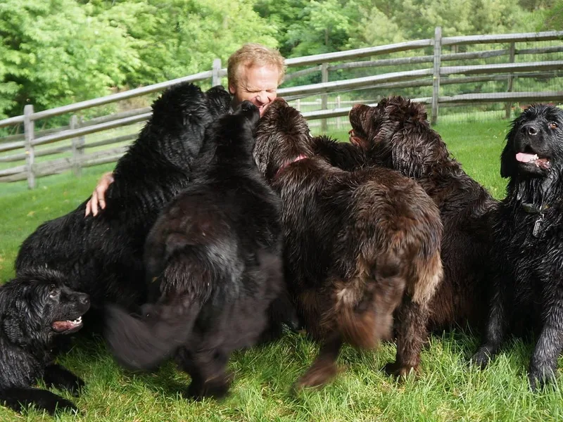 Latin of Course Newfoundlands
