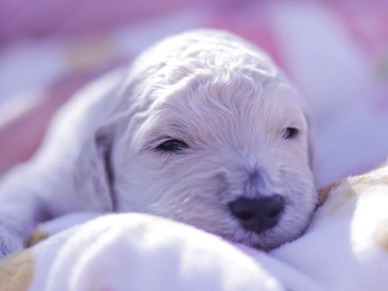 Lattesgoldendoodlepuppies