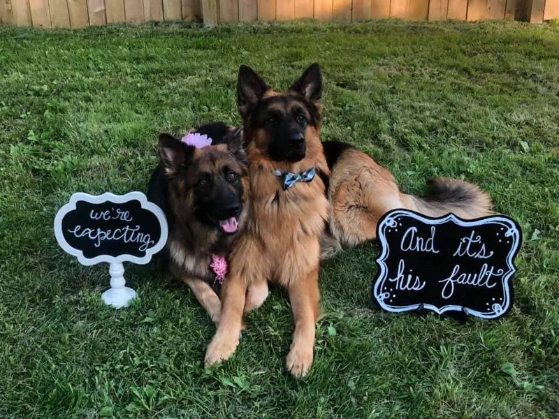 Latti’s German Shepherds