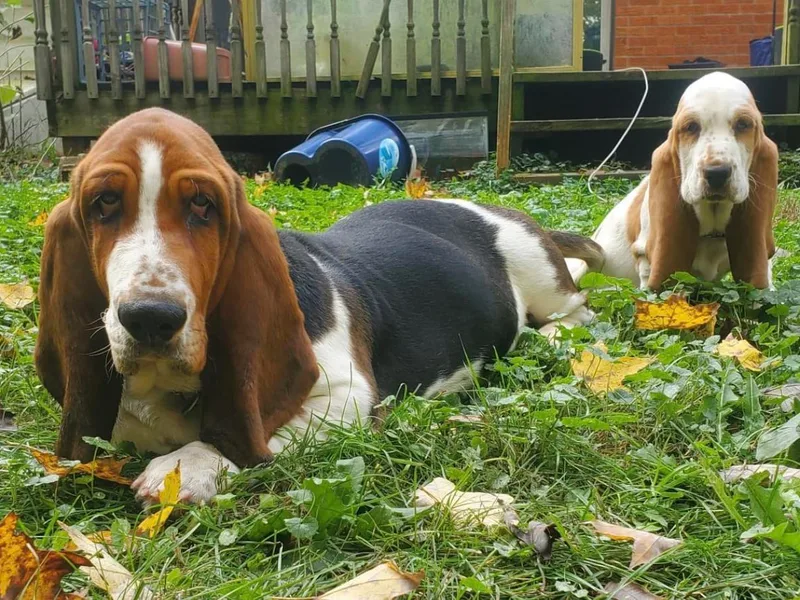 Laughery Valley Basset Hounds