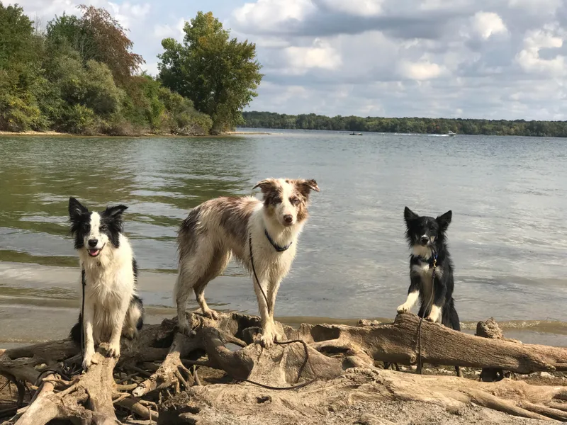 Laura &amp; Leila Johnson's Border Collies
