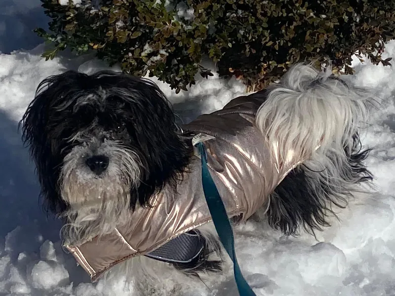Laura Bertone's Havanese Puppies