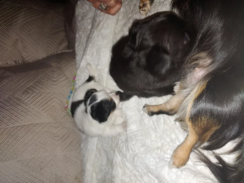 Laura Brown's Chihuahuas