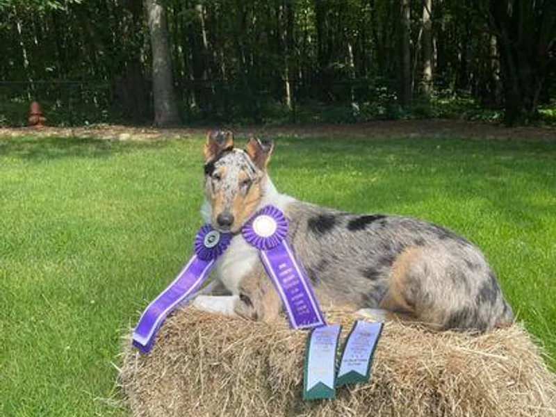 Laura LaCongo's Collies