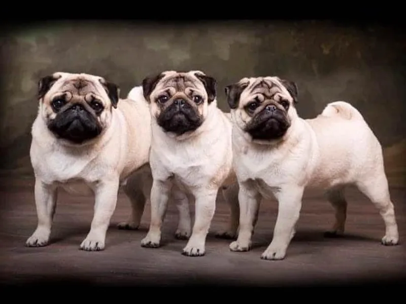 Laura Libner's Pugs