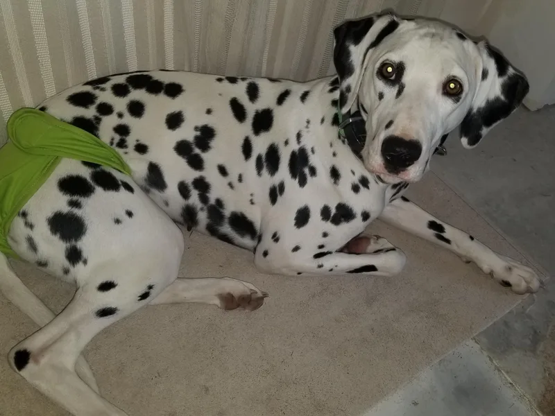 Laura Pendergrass' Dalmatians