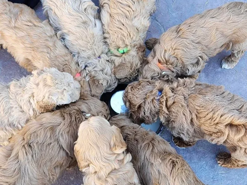 Lauralyn's Goldendoodles