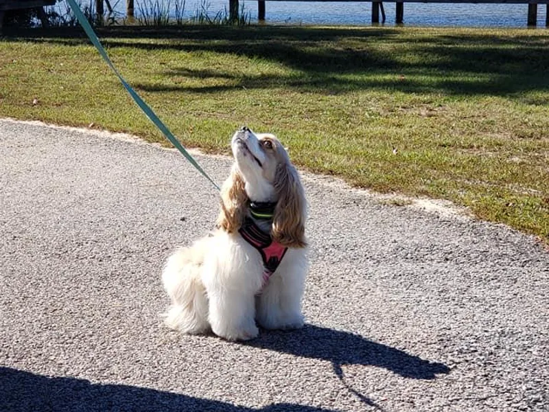 Laureen's Cocker Spaniels
