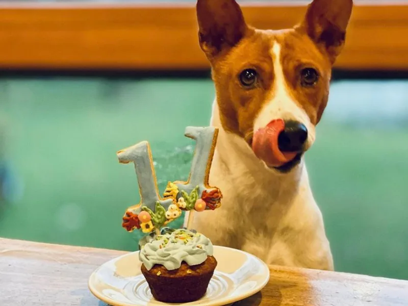 Laurel Basenjis photo 1