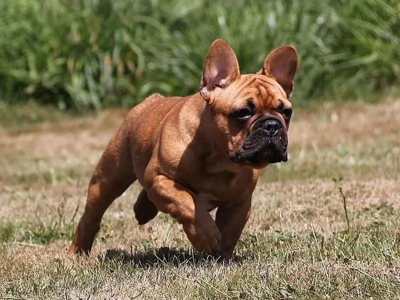 Laurel Canyon Kennels