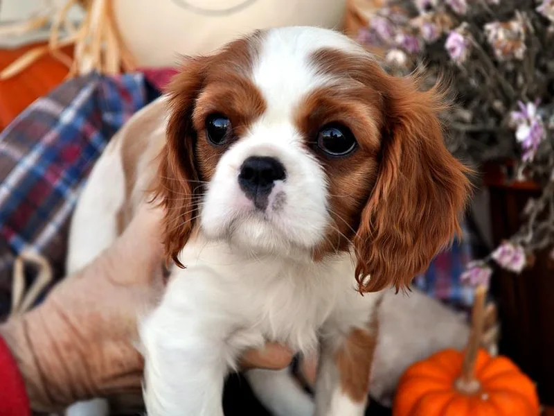 Laurel Crown Cavaliers