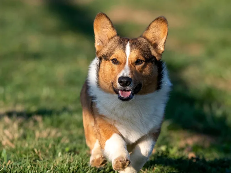 Laurel Glen Farm Corgis