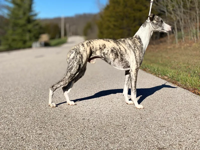 Laurel-Highmoor Whippets