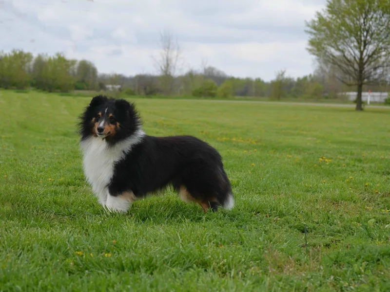 Laurelen Shelties photo 1