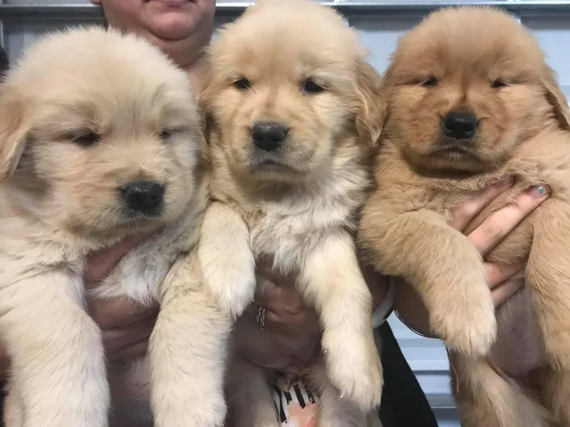 Laurell Golden Retrievers