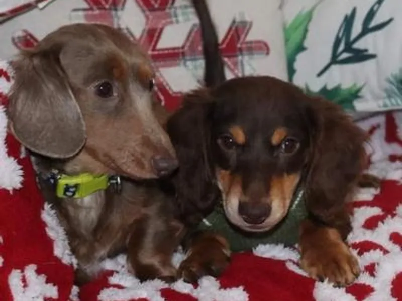 Lauren's Dachshunds