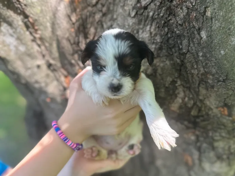 Lauren's Yorkshire Terriers