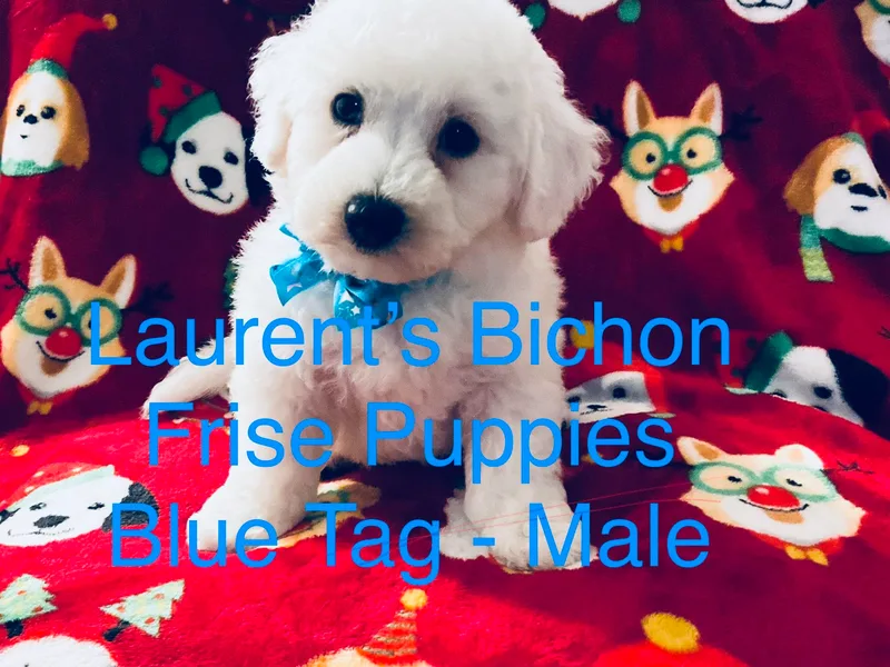 Laurent’s Bichon Frise Puppies
