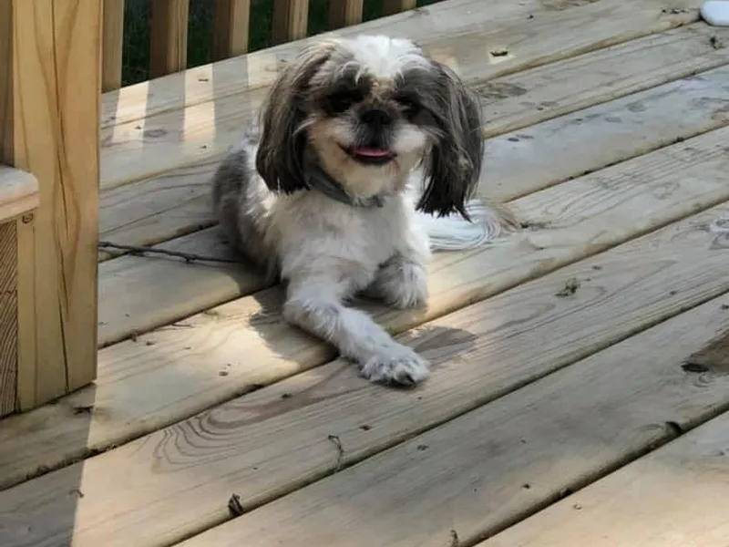 Lauri's Shih Tzus