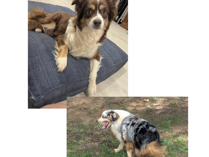 Laurie's Miniature Australian Shepherds