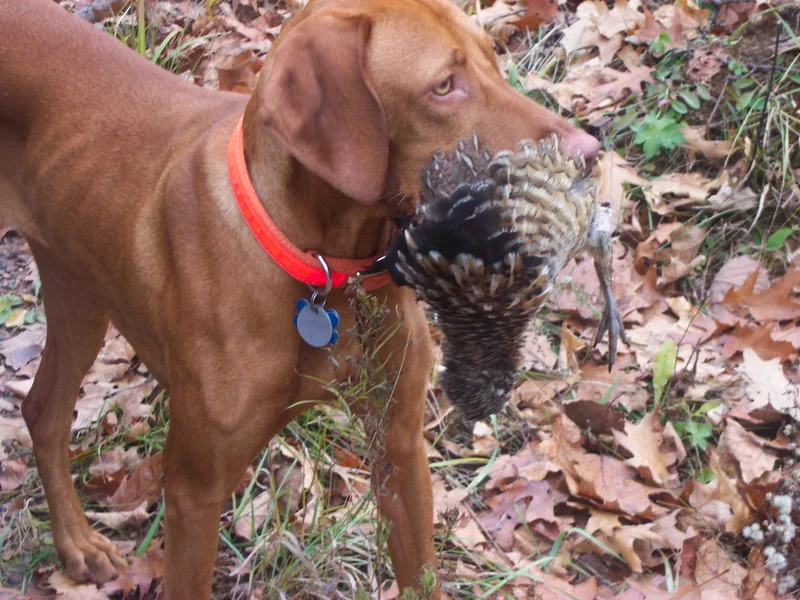 Laurie's Vizslas