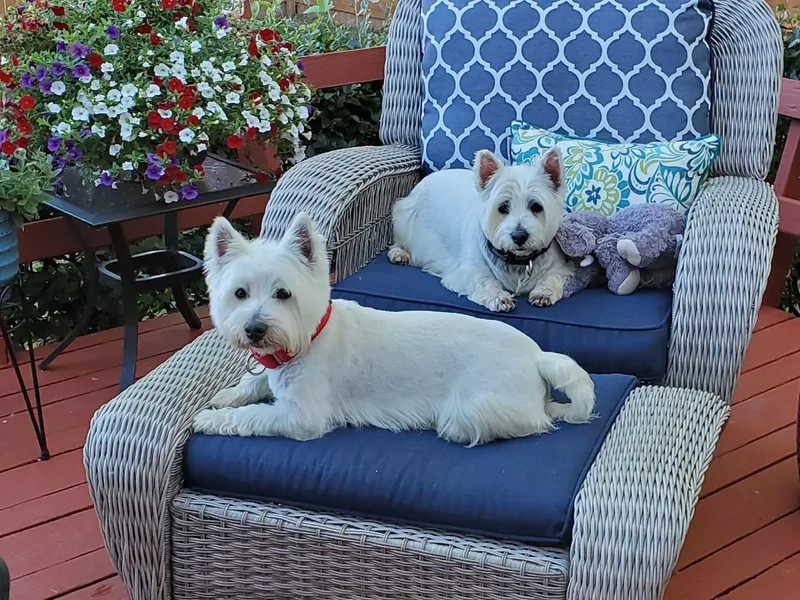 Laurie's West Highland White Terriers