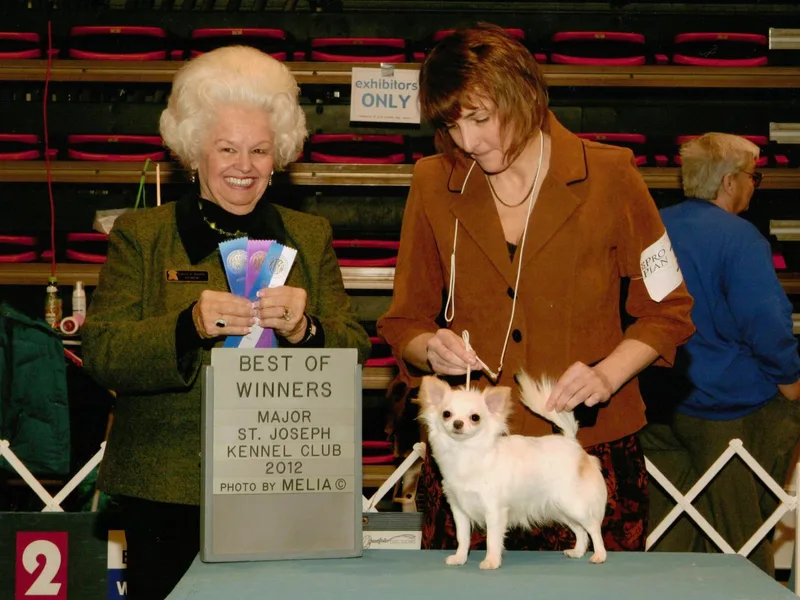 Laurie Thompson's Chihuahuas