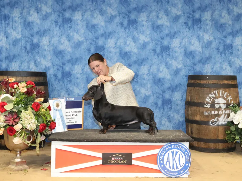 Lavendell Dachshunds