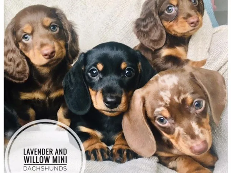 Lavender and Willow Dachshunds