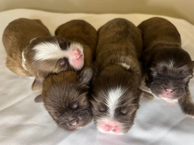 Lavender Blue Exotic Crew